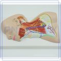 PNT-1633 2017 mais popular anatomia de plástico Nervos de Pescoço Região modelo